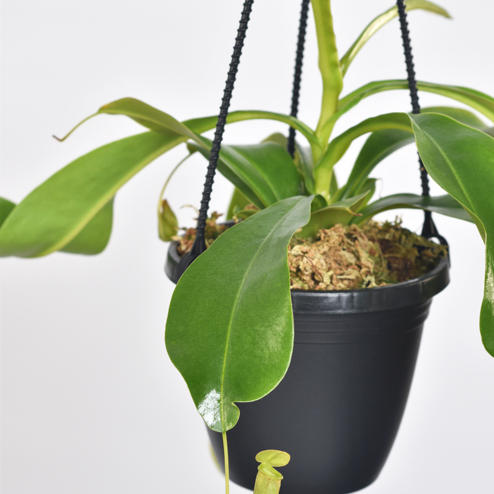 Tropical Pitcher Plant Nepenthes Alata Carnivorous