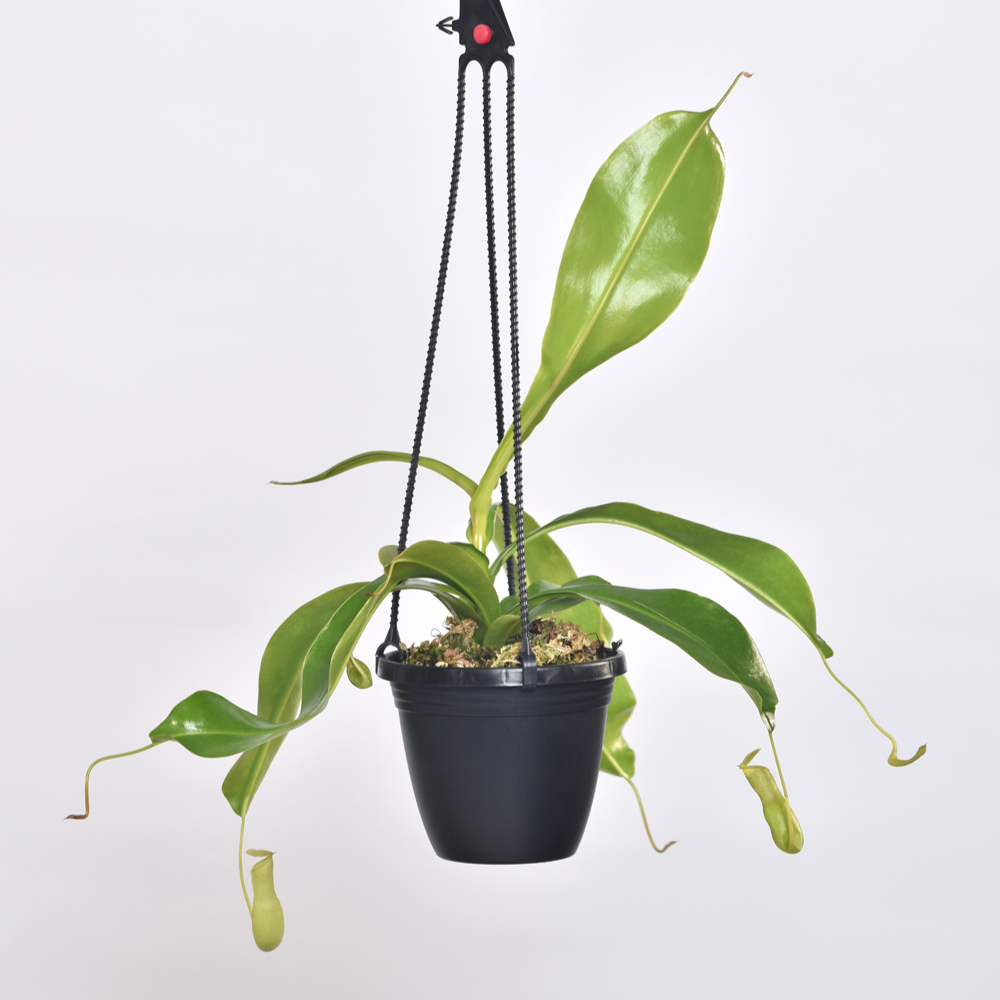 Tropical Pitcher Plant Nepenthes Alata Carnivorous