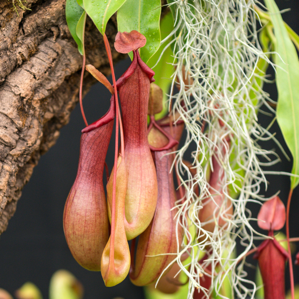 Tropical Pitcher Plant Nepenthes Alata Carnivorous