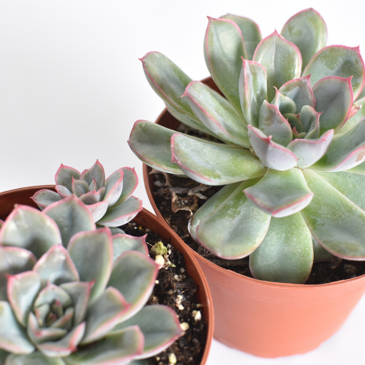 Sedeveria 'Pink Ruby' Red Succulent