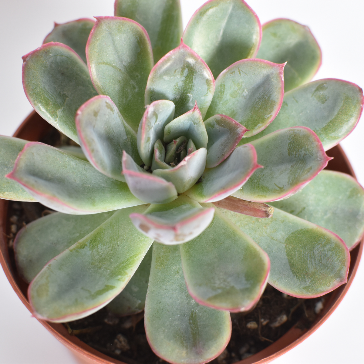 Sedeveria 'Pink Ruby' Red Succulent