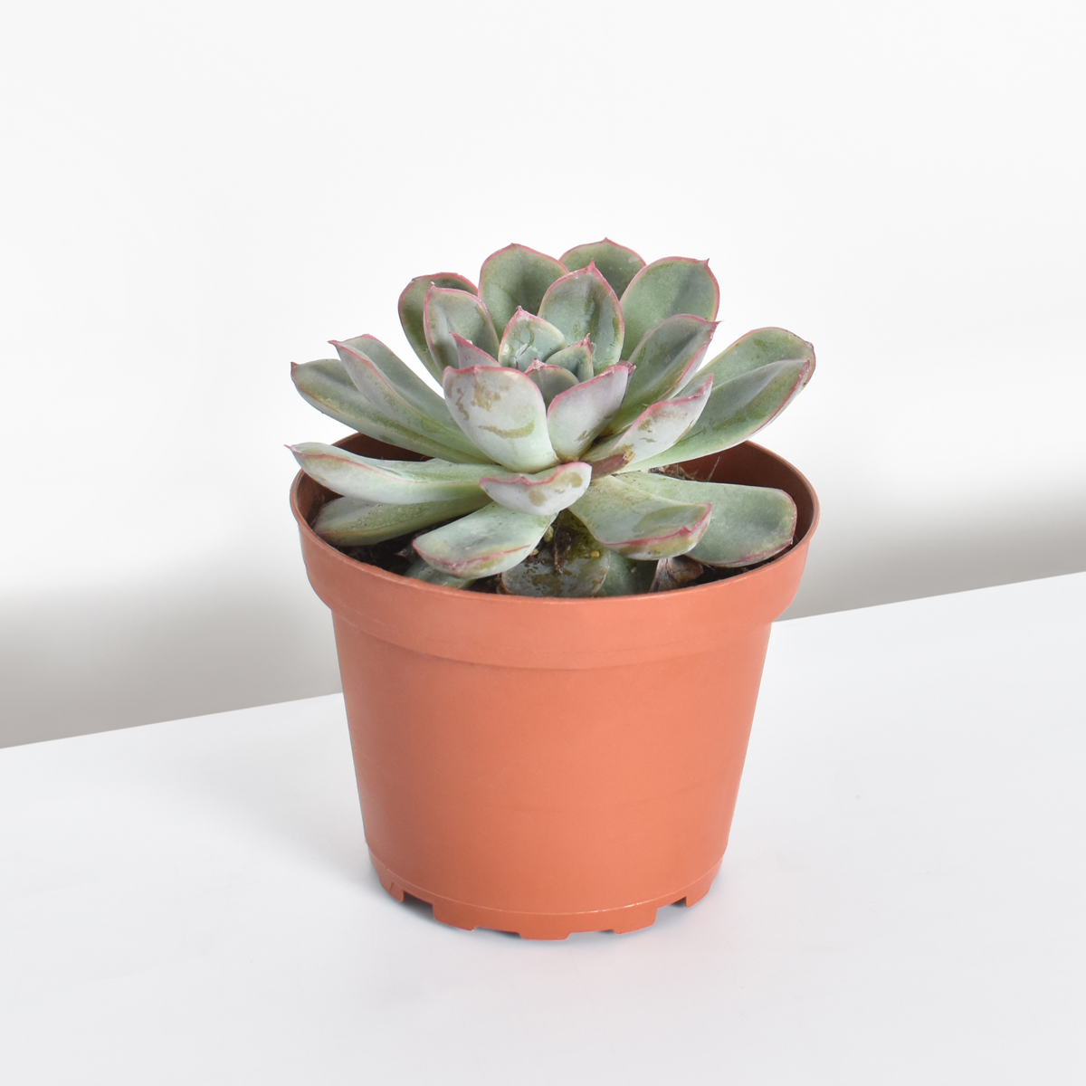 Sedeveria 'Pink Ruby' Red Succulent