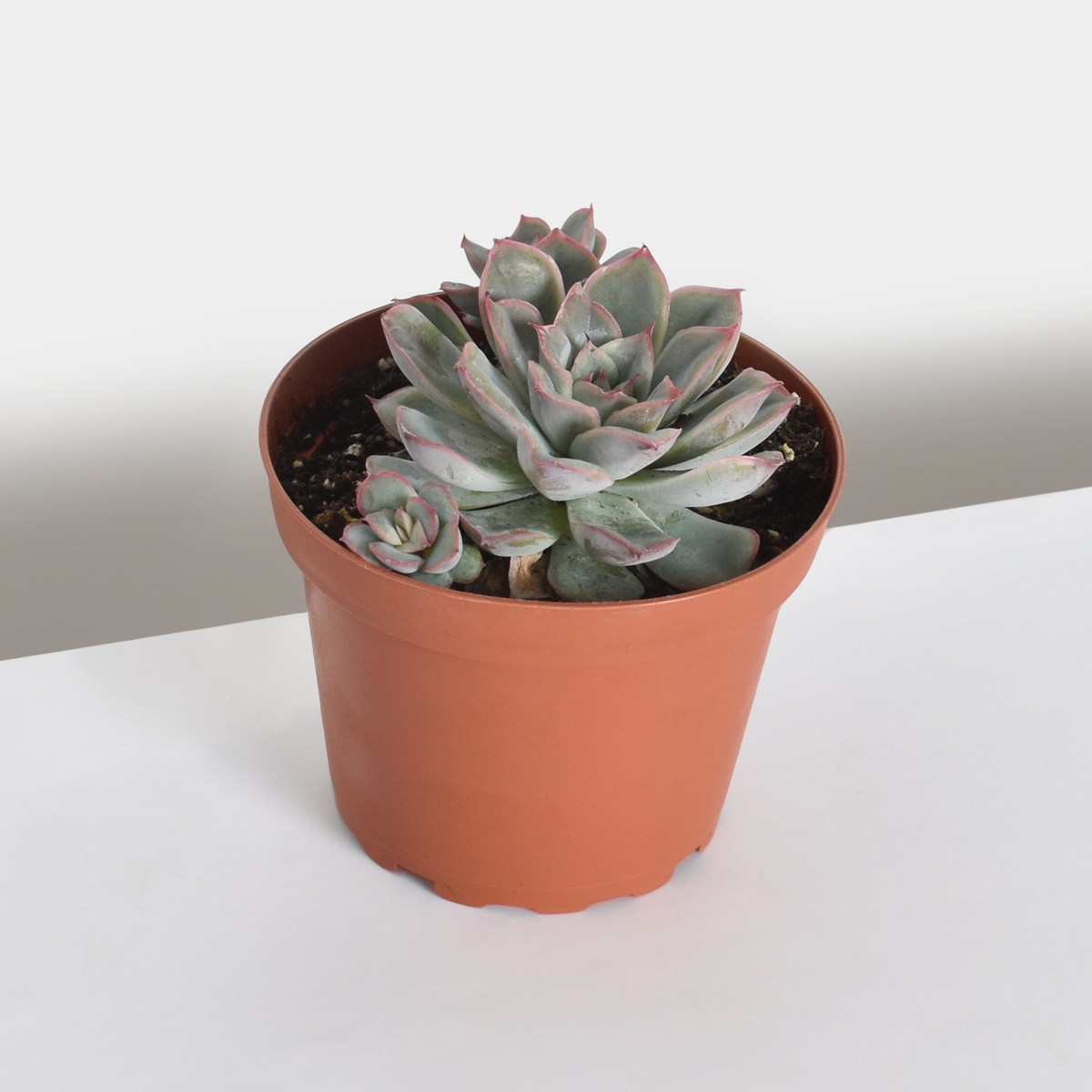 Sedeveria 'Pink Ruby' Red Succulent