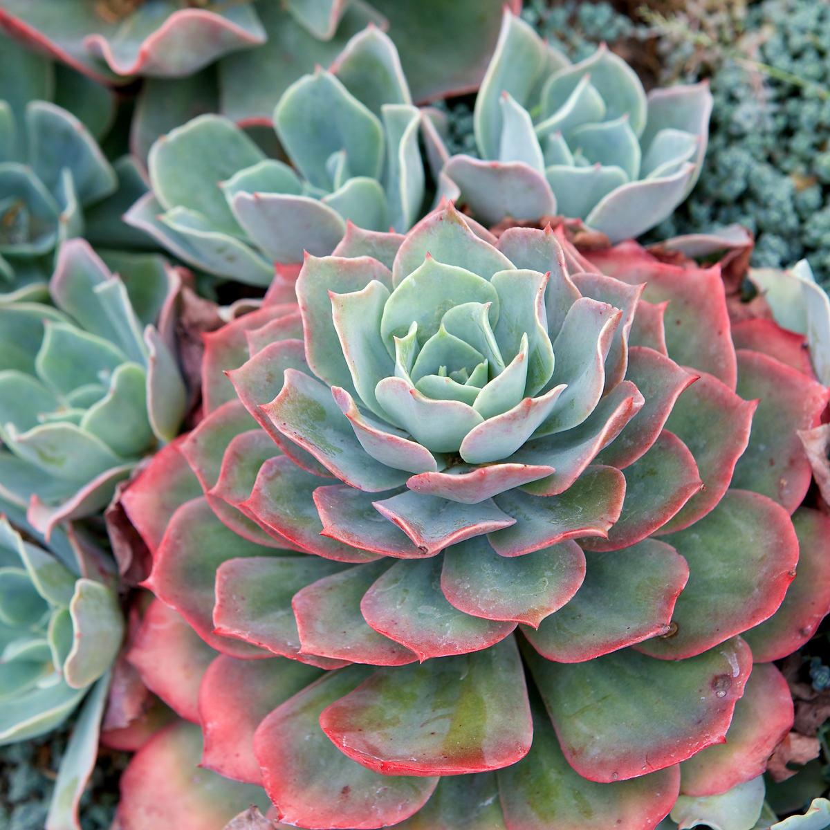 Sedeveria 'Pink Ruby' Red Succulent