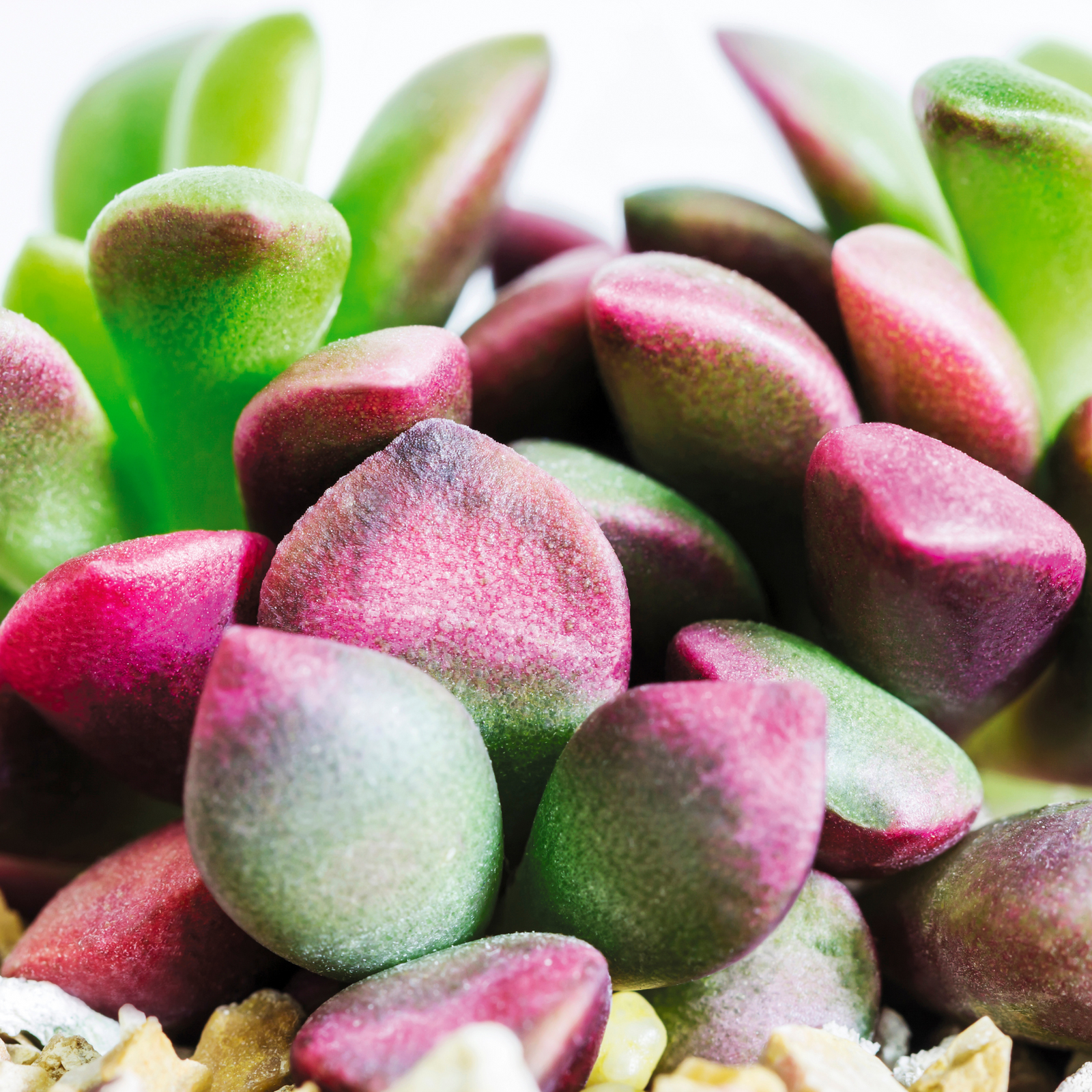 Aurora Rainbow Sand Rose Succulent