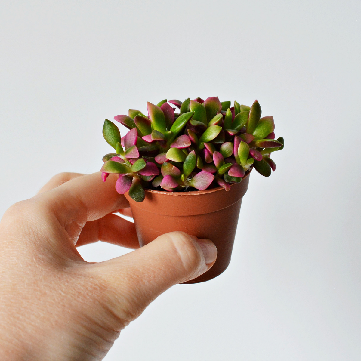 Aurora Rainbow Sand Rose Succulent