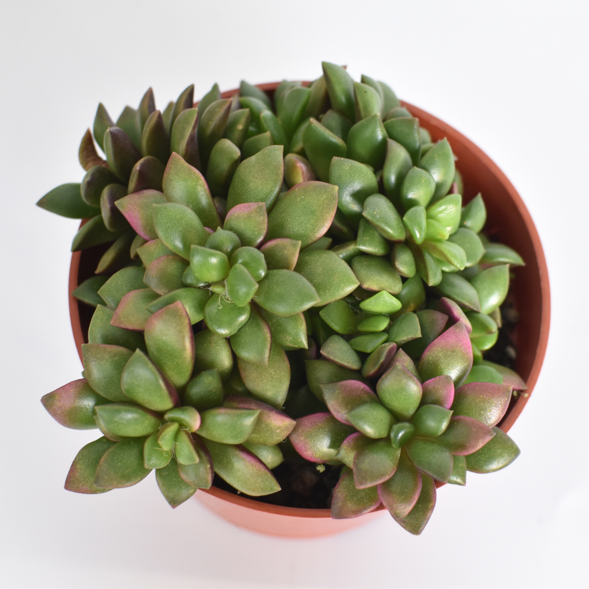 Aurora Rainbow Sand Rose Succulent