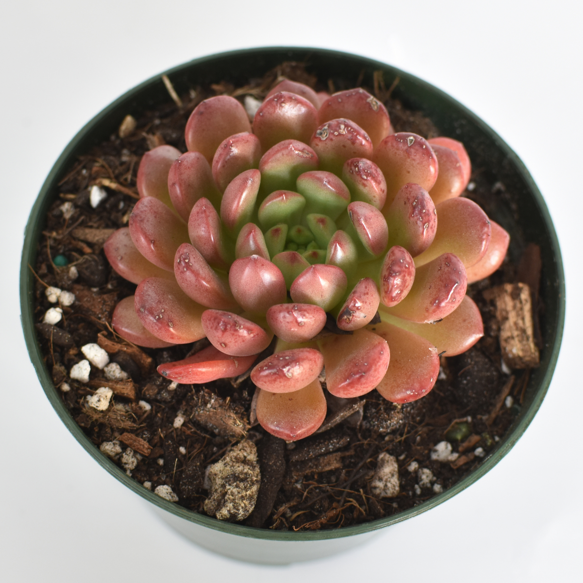 Sedeveria 'Pink Ruby' Red Succulent