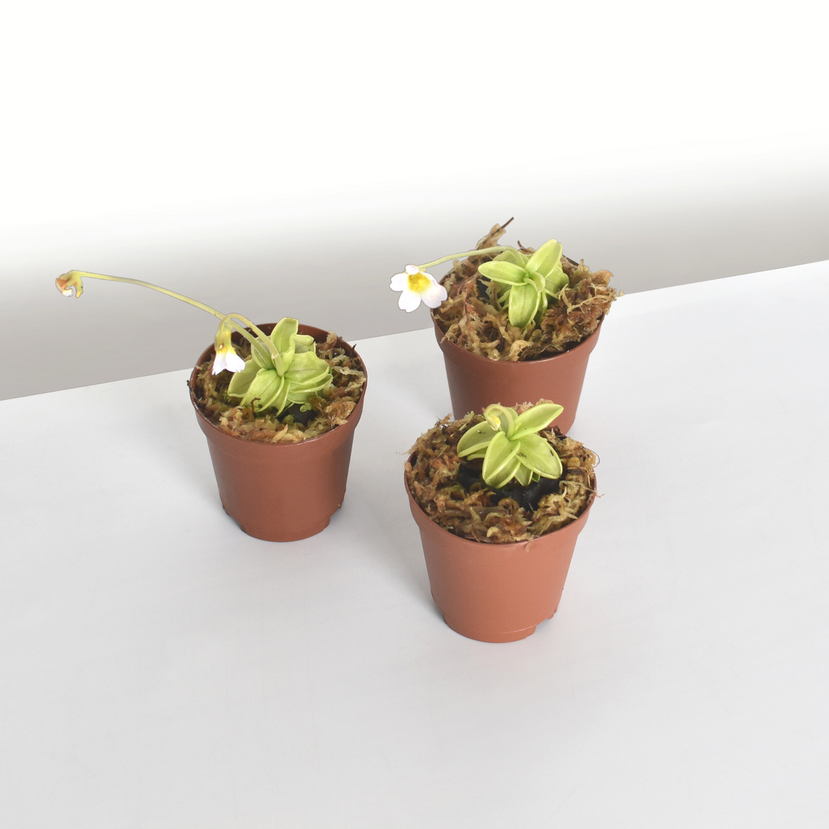 Pinguicula Butterwort