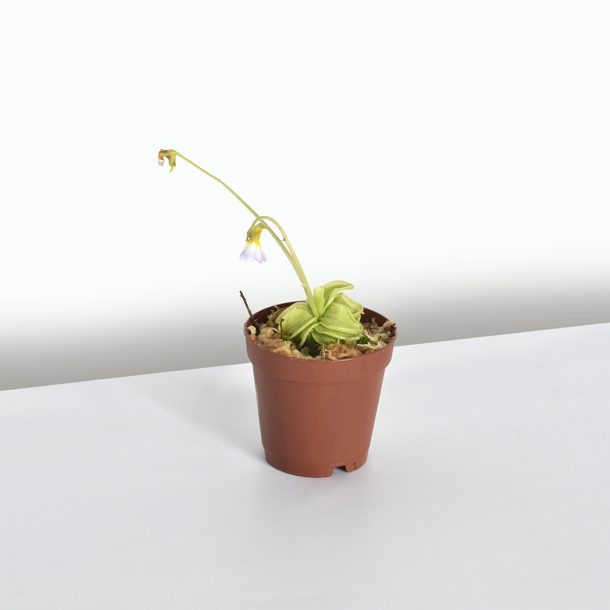 Pinguicula Butterwort