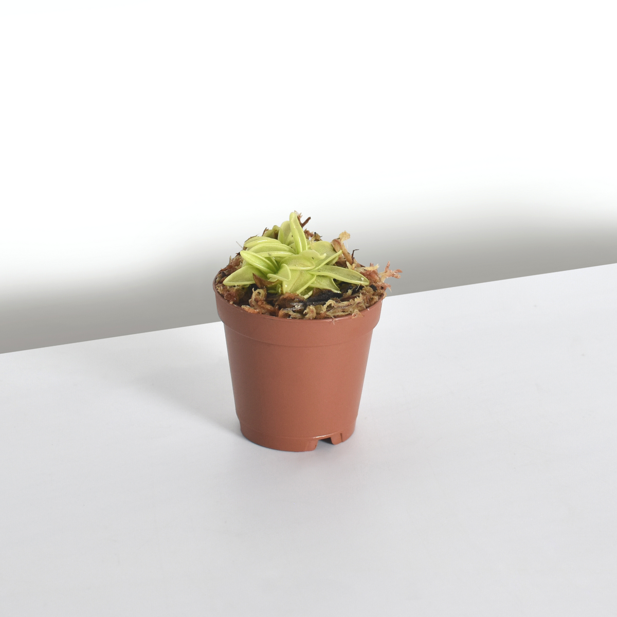 Pinguicula Butterwort