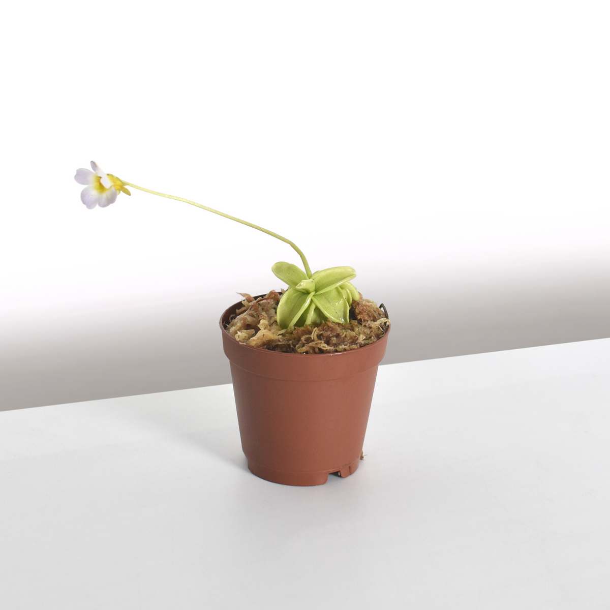 Pinguicula Butterwort