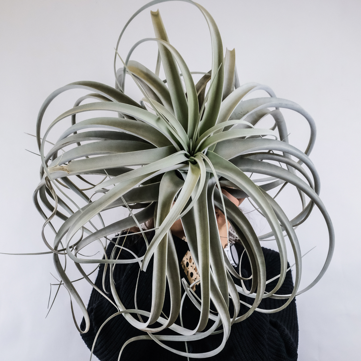 Tillandsia Xerographica Air Plant