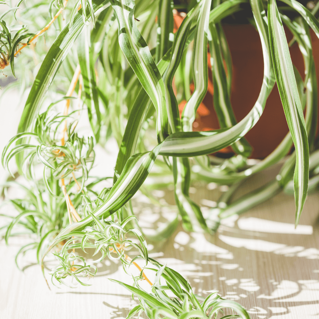 Spider Hardy Plant Chlorophytum Comosum Variegated Houseplant Verdant Lyfe