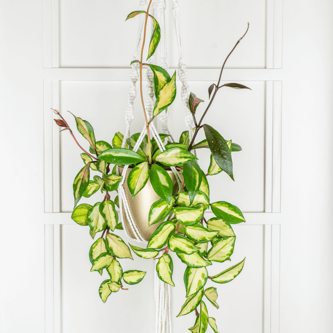 Hoya carnosa Krimson Princess Pink Plant Verdant Lyfe