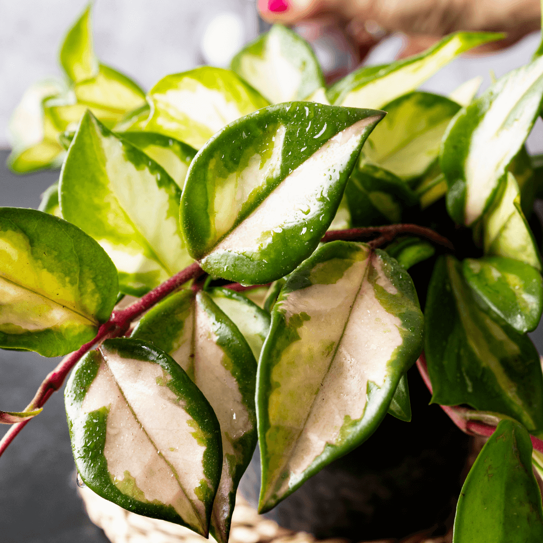 Hoya carnosa Krimson Princess Pink Plant Verdant Lyfe