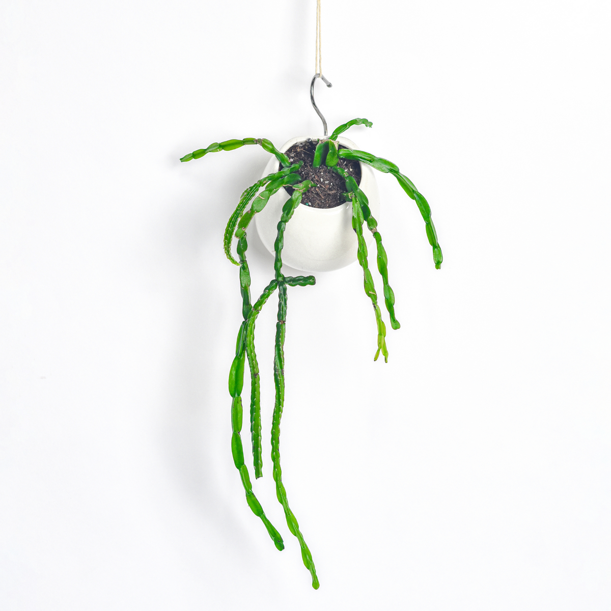 Rhipsalis Paradoxa Chain Succulent Mistletoe Cactus