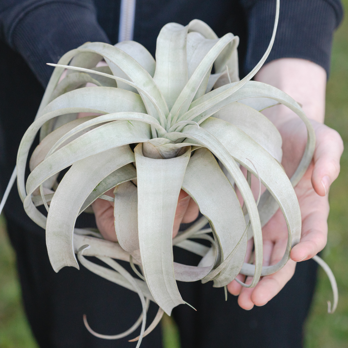 Tillandsia Xerographica Air Plant