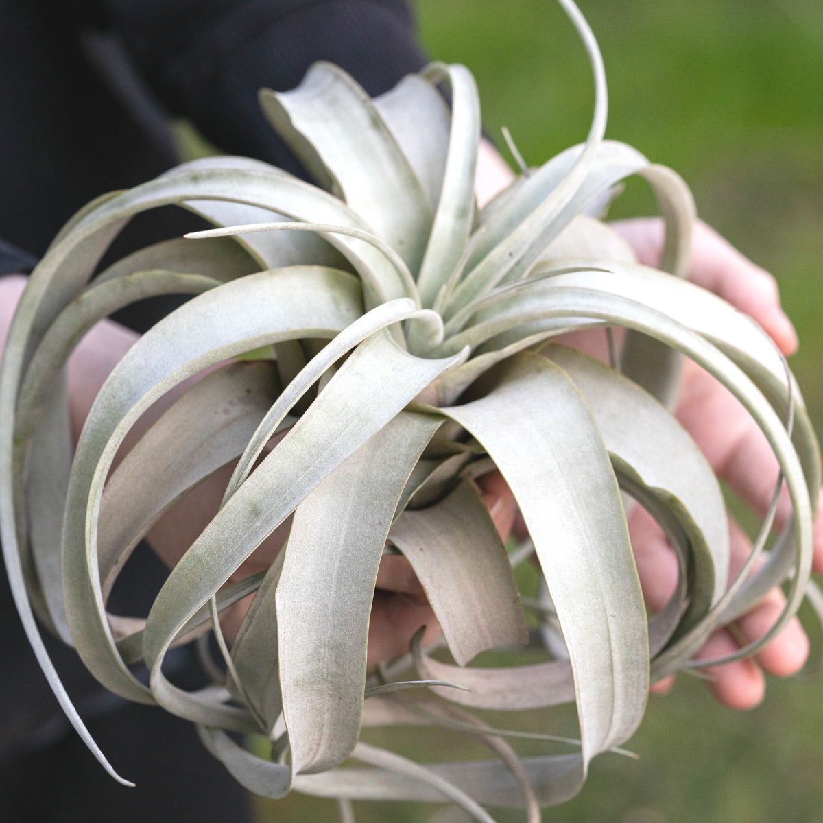 Tillandsia Xerographica Air Plant