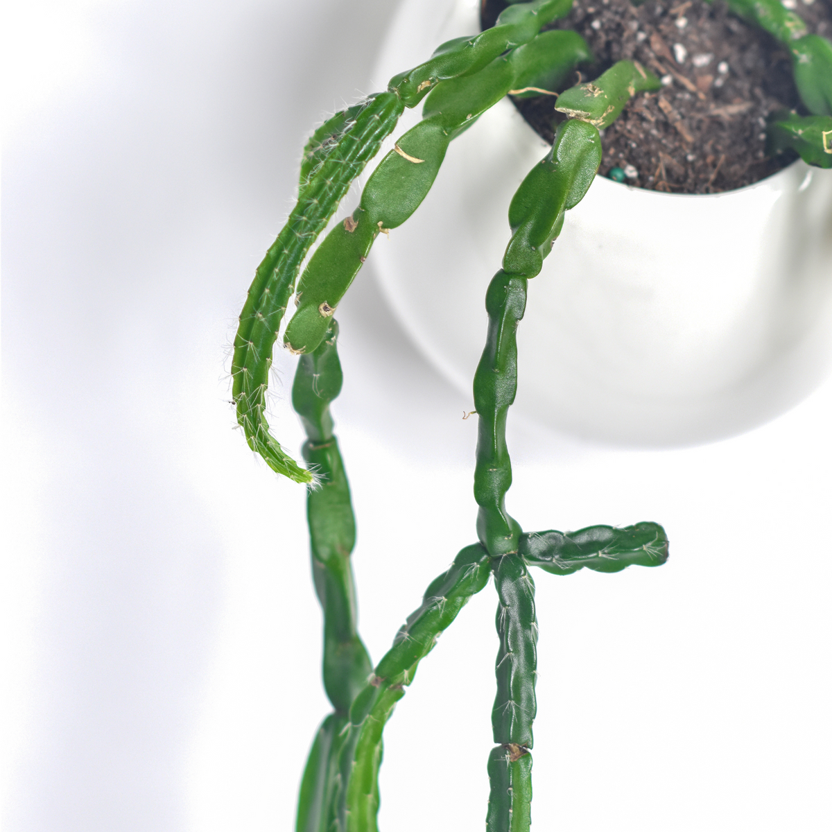 Rhipsalis Paradoxa Chain Succulent Mistletoe Cactus