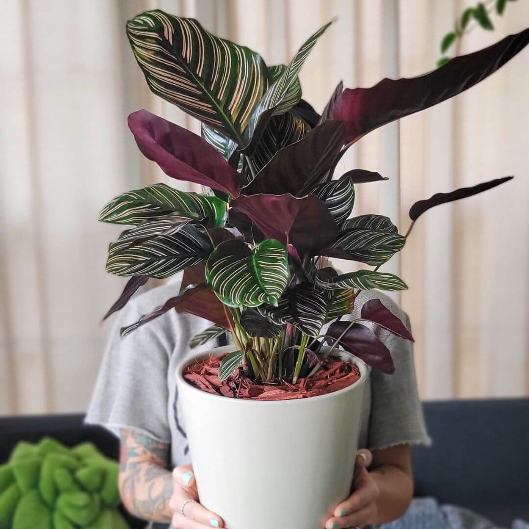 Calathea Ornata Pink Pinstripe Prayer Plant Verdant Lyfe