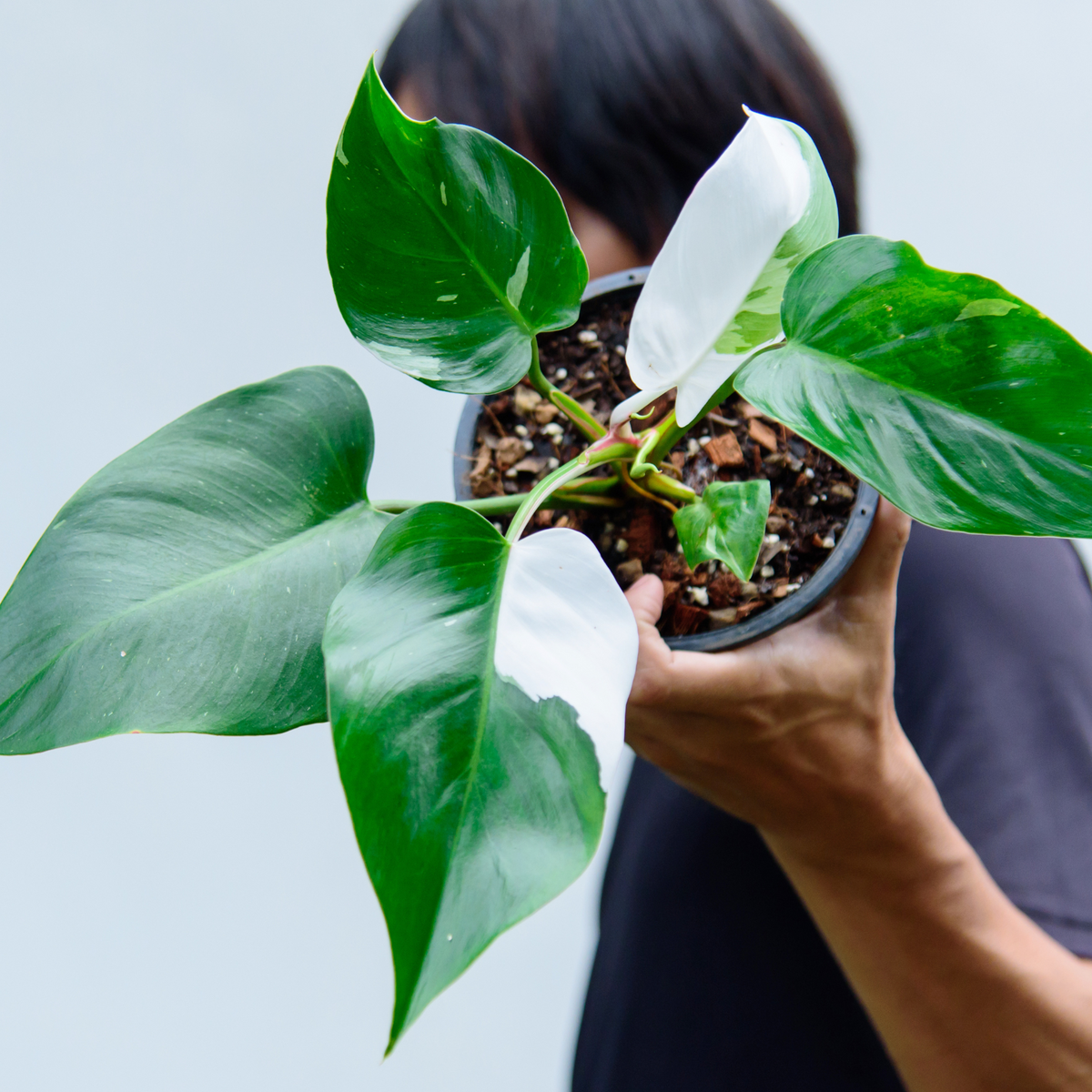 Philodendron 'White Princess'