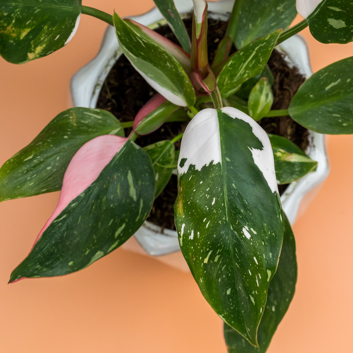 Philodendron 'White Princess'