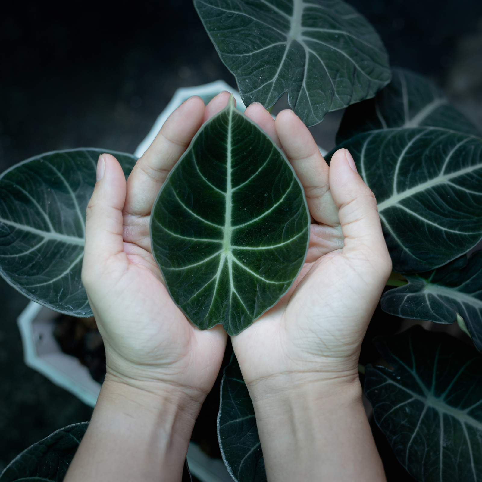 A potted Alocasia Black Velvet plant with velvety black leaves featuring prominent white veins, placed against a light background.