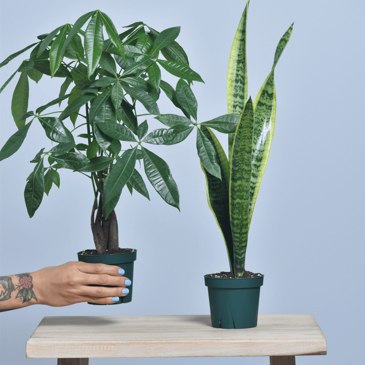 Easy Care Plant Bundle