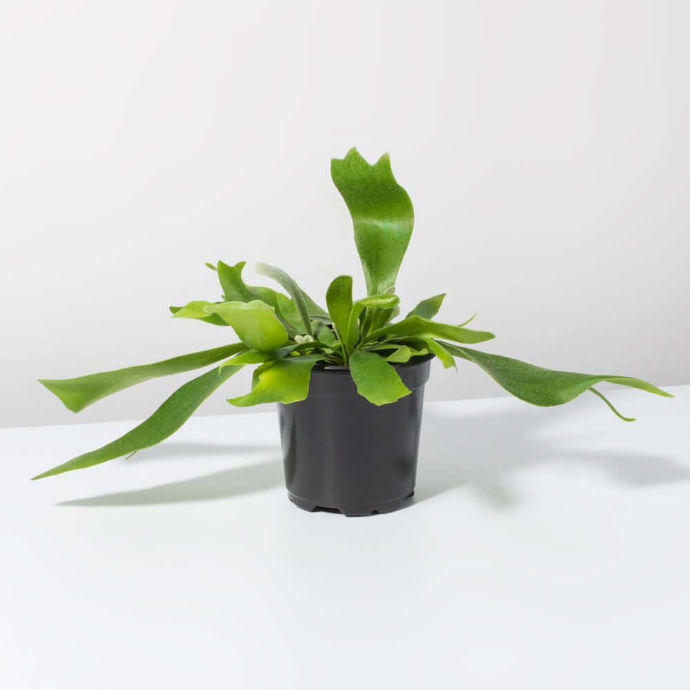 Staghorn Fern Platycerium bifurcatum (Elkhorn) Verdant Lyfe