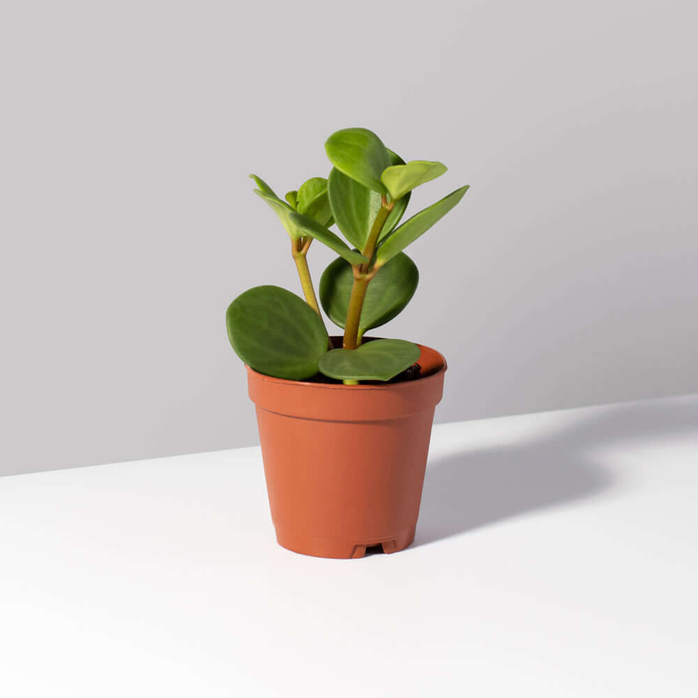 Peperomia Hope deppeana × quadrifolia 'Trailing Jade' Plant Verdant Lyfe