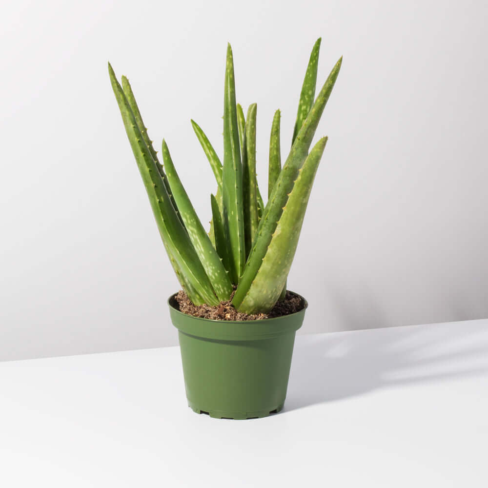Aloe Vera Plant Indoor or Outdoor Easy Live Plant Verdant Lyfe