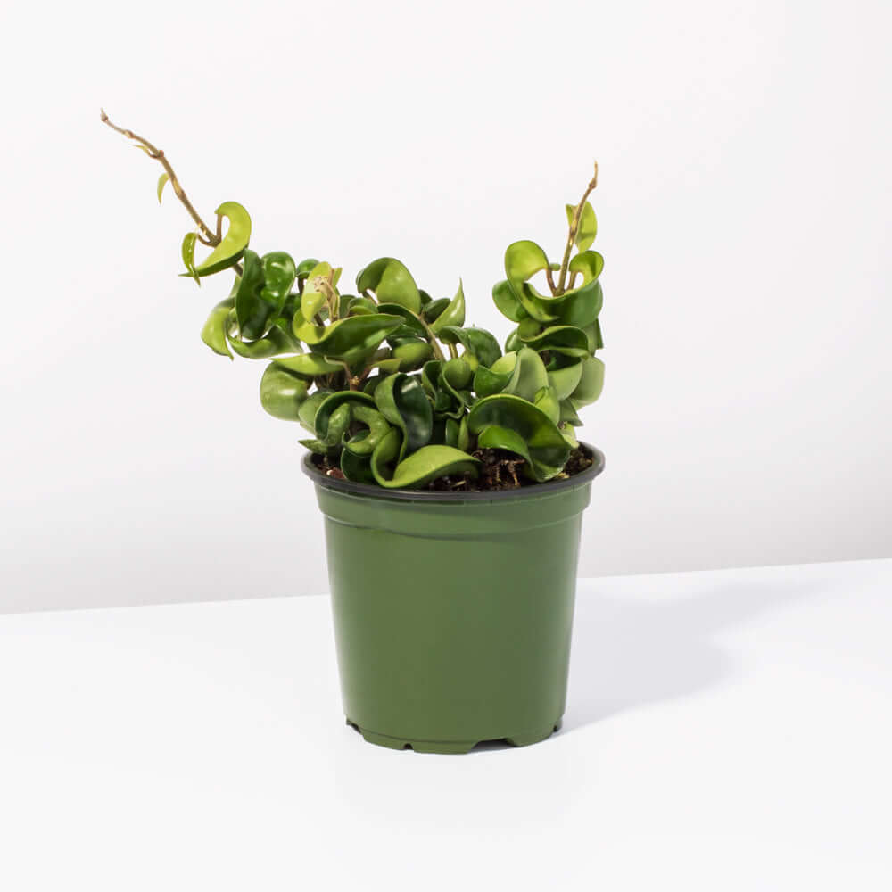 Hoya carnosa 'Compacta' Hindu Curly Rope Plant Krinkle Kurl Verdant Lyfe