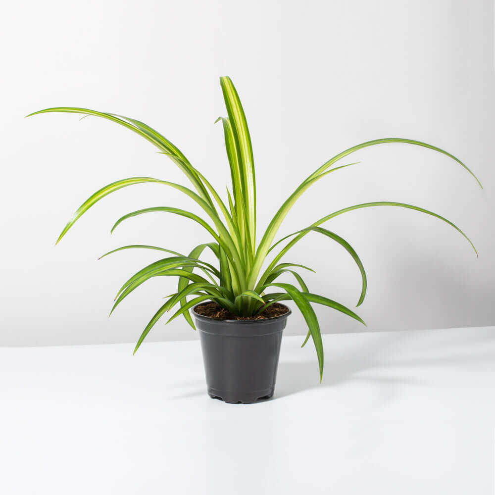 Spider Hardy Plant Chlorophytum Comosum Variegated Houseplant Verdant Lyfe