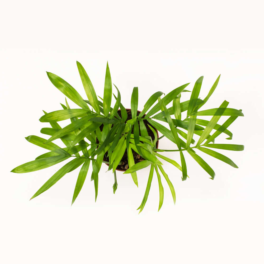 Chamaedorea Elegans neanthe bella Parlor Palm Plant Verdant Lyfe