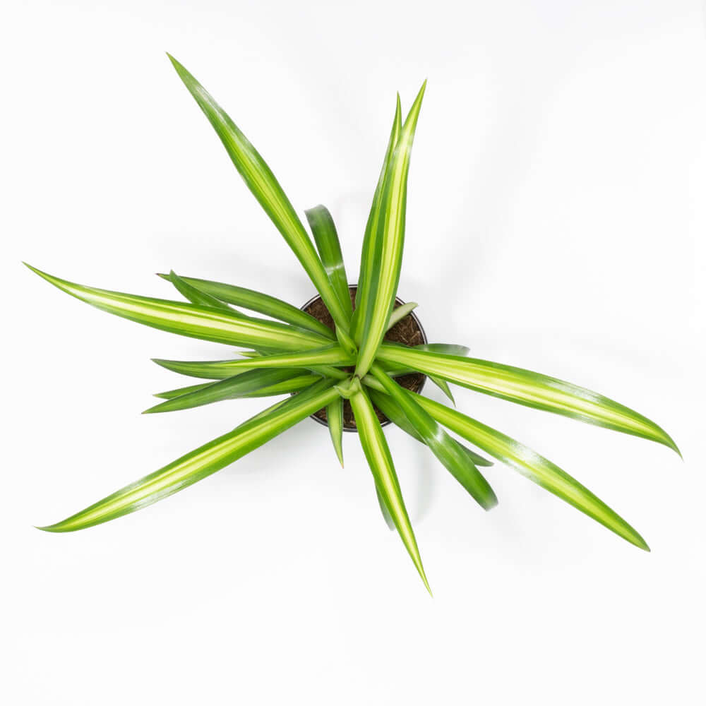 Spider Hardy Plant Chlorophytum Comosum Variegated Houseplant Verdant Lyfe