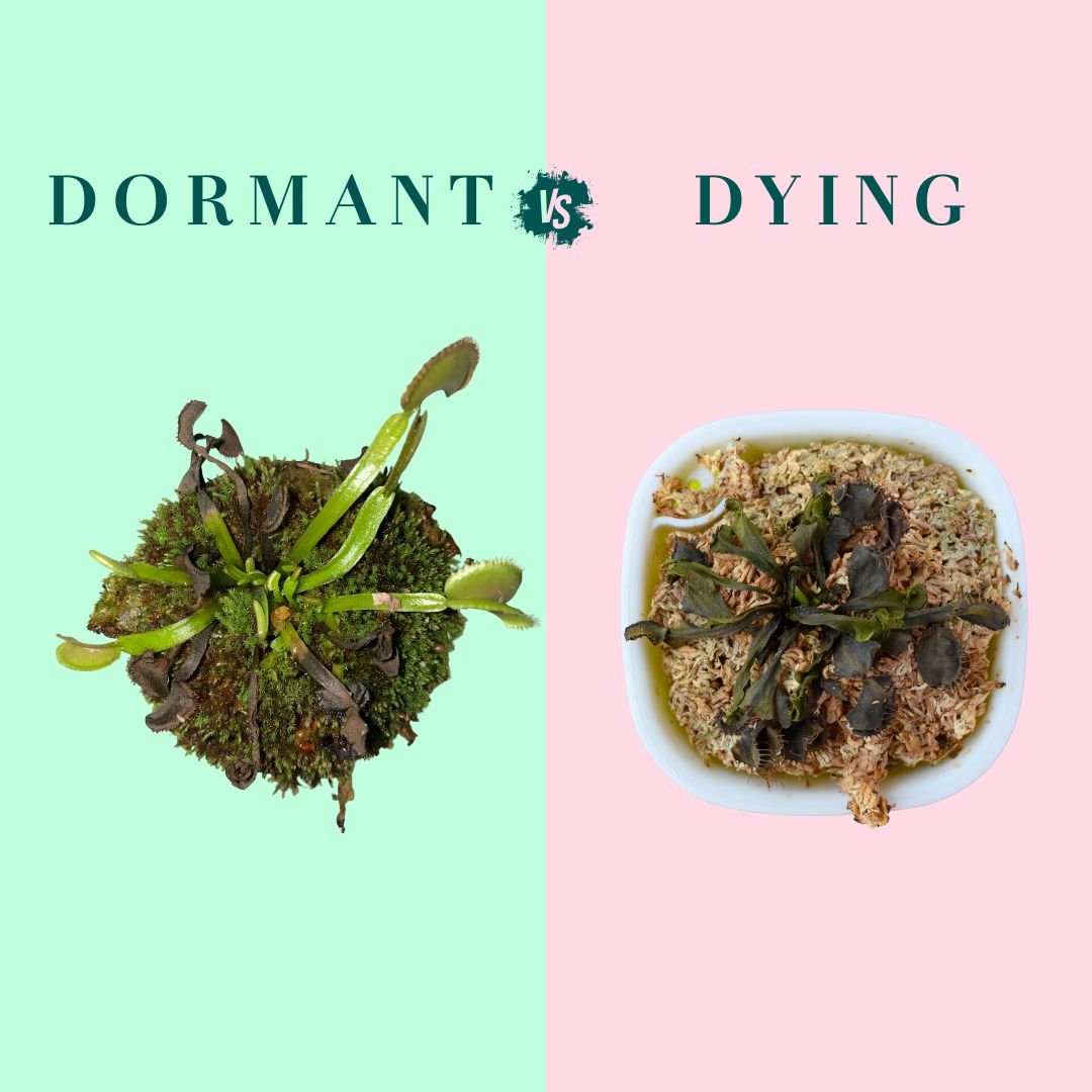 Dormant or Dead? Understanding Your Carnivorous Plants