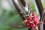 Fruitful Plants