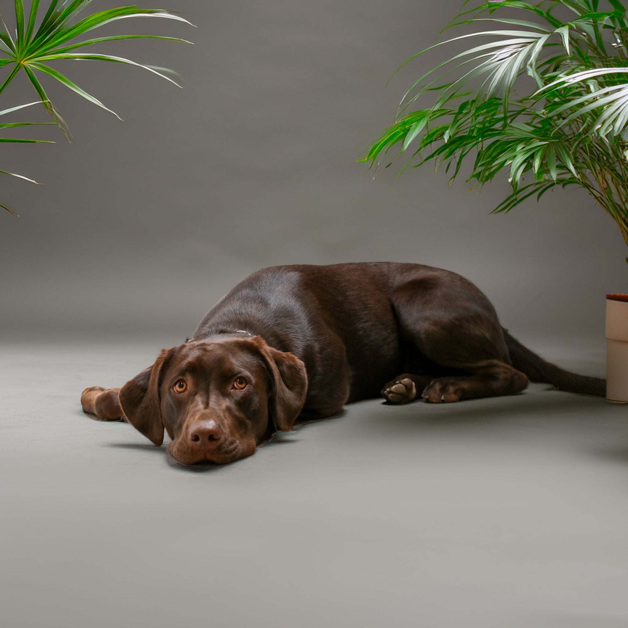 Pet Friendly Houseplants