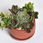 Succulent Arrangement with many plants