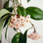 Hoya Wax Plant in Bloom