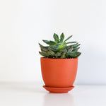Sun Loving Plants