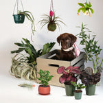 All plants