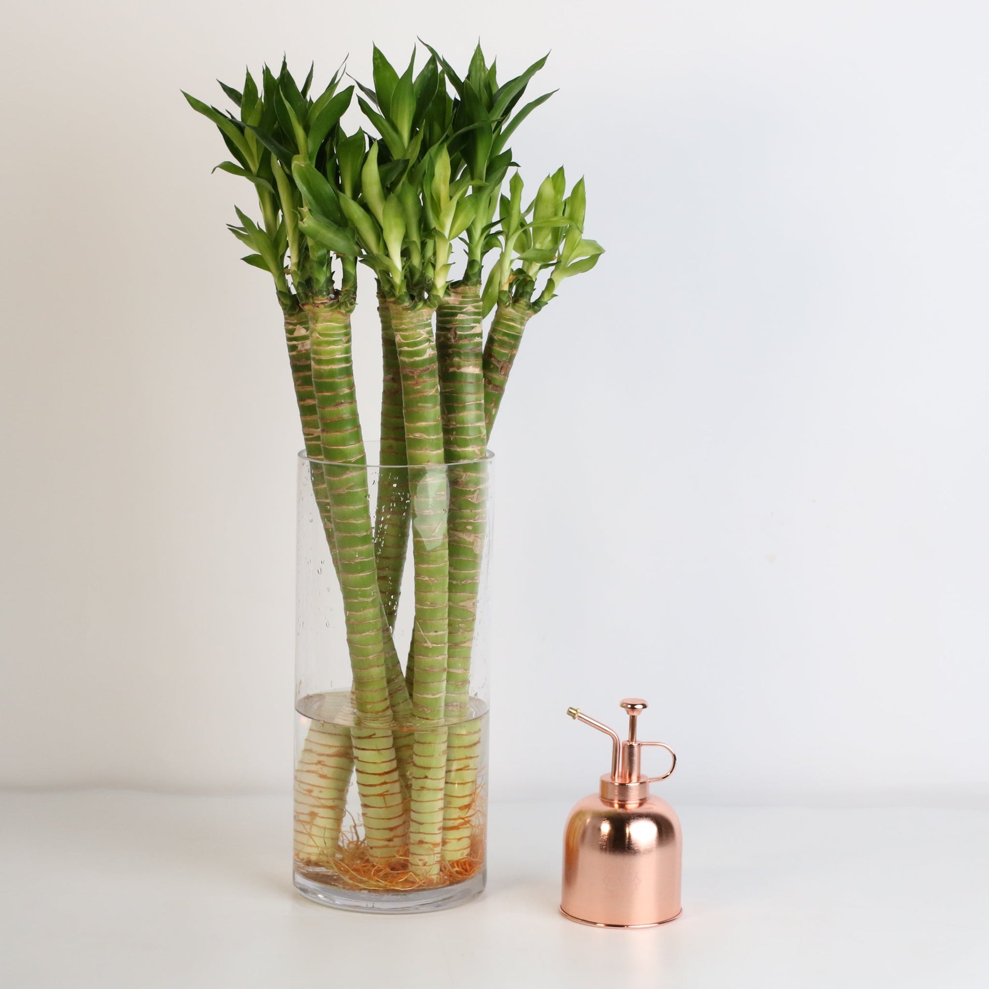 All plants