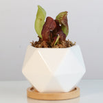Sarracenia Purpurea 'Venosa Red' Carnivorous Plant