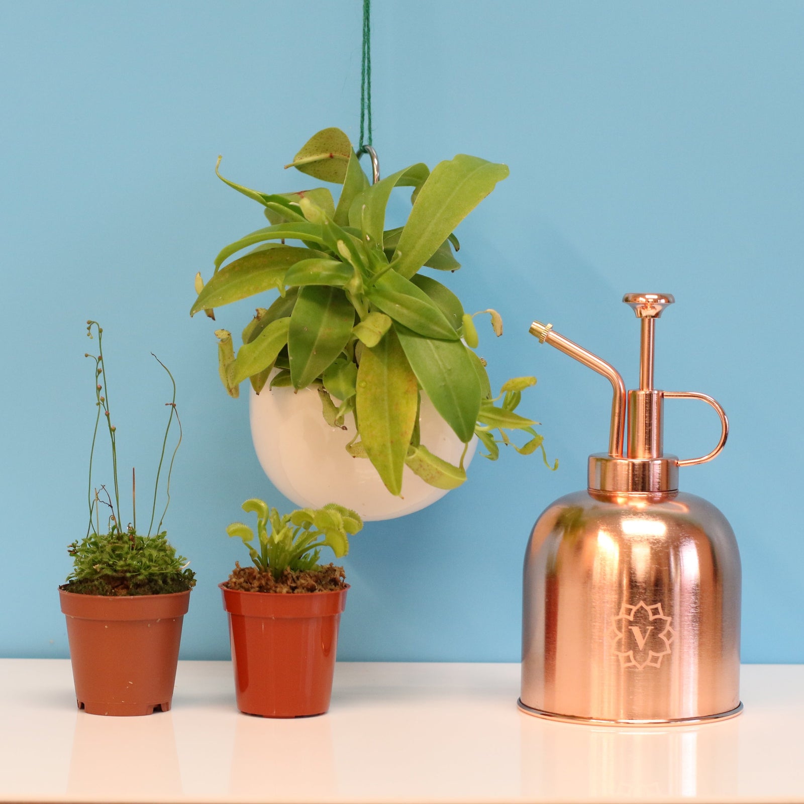 Carnivorous Plant Bundle
