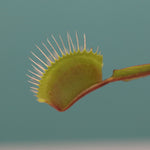 Carnivorous Plant Bundle
