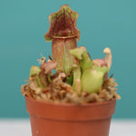 Sarracenia Purpurea 'Venosa Red' Carnivorous Plant