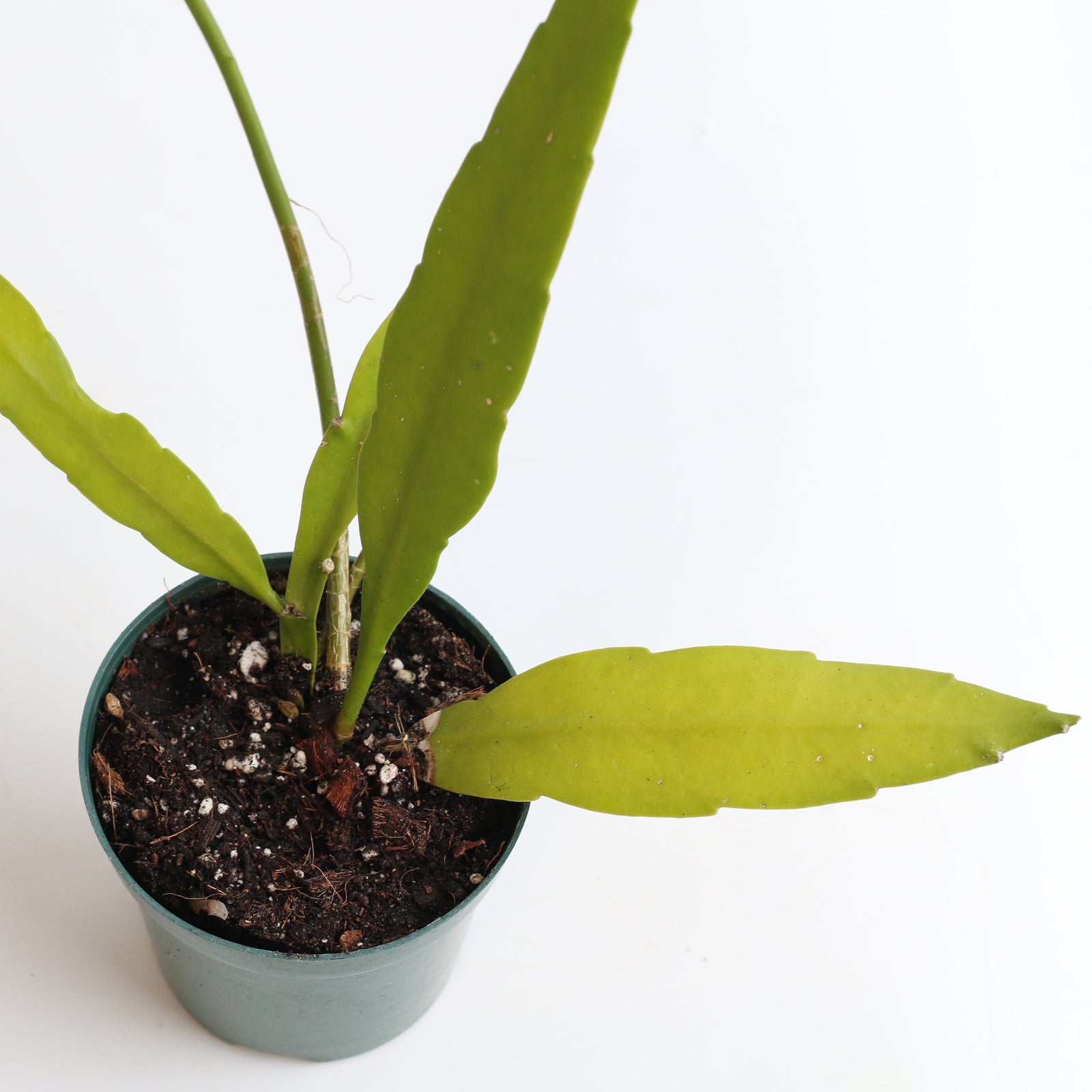 Epiphyllum Queen Of The Night