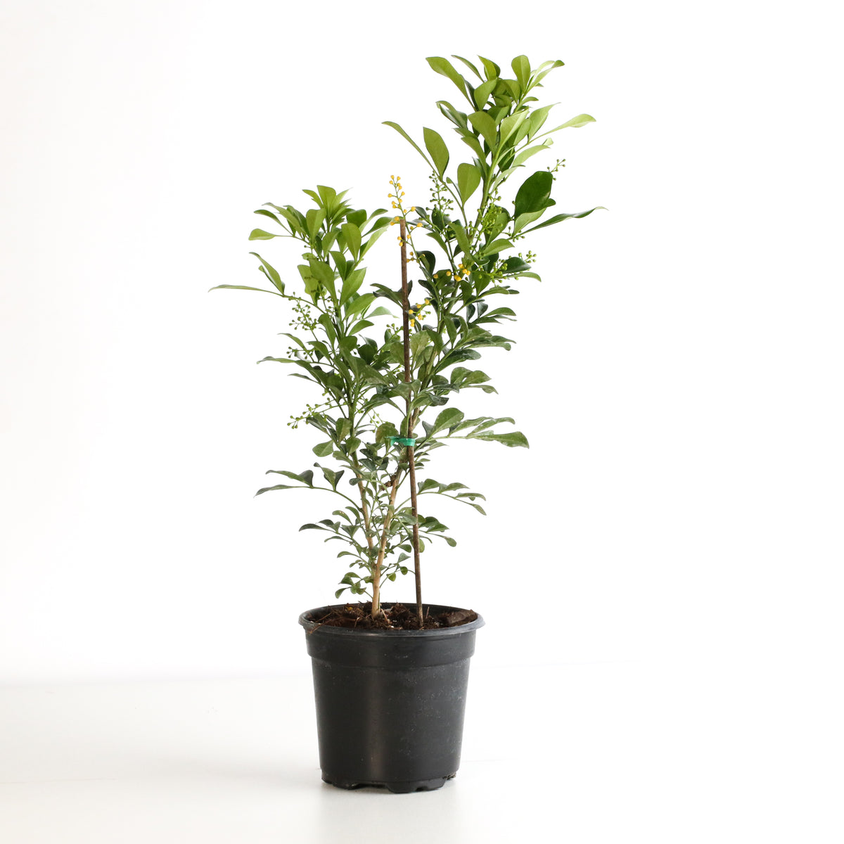 Chinese Perfume Plant
